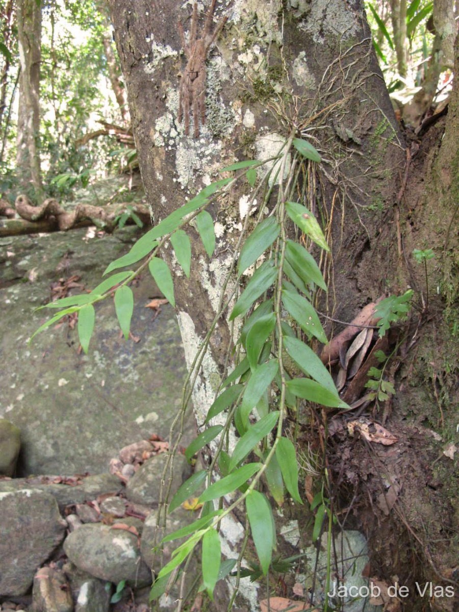 Dendrobium maccarthiae Thwaites